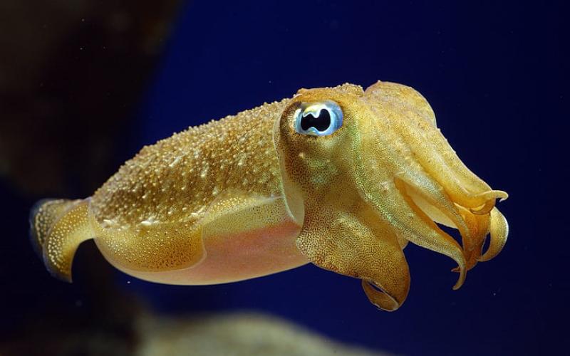 Frozen seafood